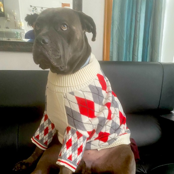 Dog Argyle Sweater - Picture 2 of 3